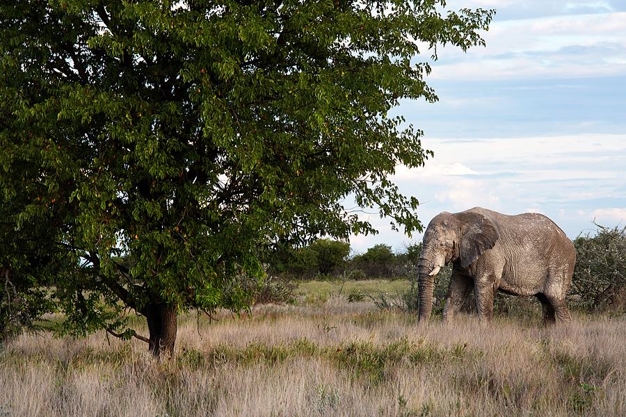 V slonji čredi - Etosha nacionalni park, Namibija - Popotniški blog ...